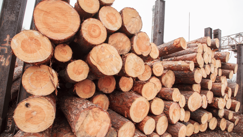 Skład drewna okrągłego – bale sosnowe, tartak Tuliszków